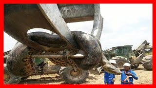 Serpientes Gigantes  Las Serpientes Más Grandes Del Mundo  Anaconda Gigante 7  HD 2017 [upl. by Lathan694]