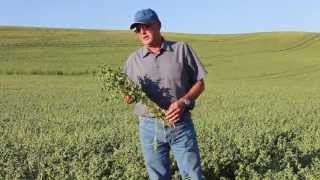 Palouse Chickpea Region Interview with Phil Hinrichs [upl. by Baptist443]