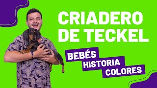 🐾Criadero de TECKEL bebes 🐾 HISTORIA y COLORES [upl. by Talanian411]