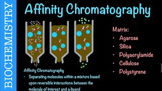 Affinity Chromatography  Biochemistry [upl. by Eseilanna]