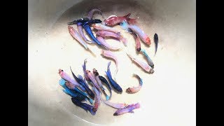 Change water for betta fries Step by step guidance [upl. by Ranchod]