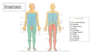 Dermatomas [upl. by Hanavas]