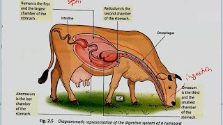 Ruminants Digestion in Grass Eating Animals  Ch2  Nutrition in Animals  Science Class 7th NCERT [upl. by Ahsael546]