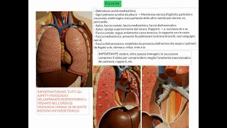 ANATOMIA  LEZIONE 45  APPARATO RESPIRATORIO  PARTE 2 [upl. by Digirb363]