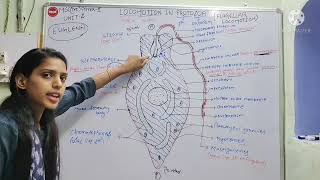 Locomotion in Protozoa  Flagellar and Ciliary movement in Paramecium [upl. by Aoht]