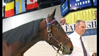 2016 Standardbred Horse Sale [upl. by Asena14]