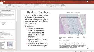 107 Skeletal system cartilage bone cells woven bone lamellar bone PowerPoint 2019 07 27 14 35 [upl. by Feingold]