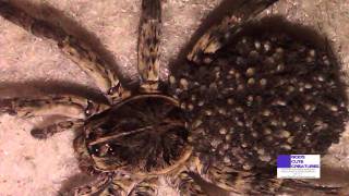 Wolf Spider With Dozens Of Babies On Her Back [upl. by Beverlie327]