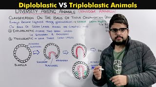 Animals embryonic body layers Germ Layers Or Classification on basis of Tissue Organization [upl. by Malek]