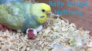 Baby Budgie Hatching [upl. by Marje7]