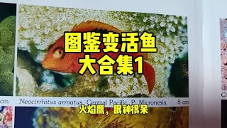 图鉴变活鱼大合集1 自然奇境科普季 图鉴变实物 [upl. by Aihsenat]