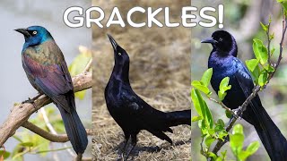 All About Grackles [upl. by Odey]