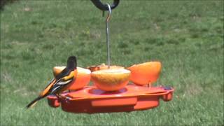 Ultimate Oriole Feeder SE905 [upl. by Atteras425]