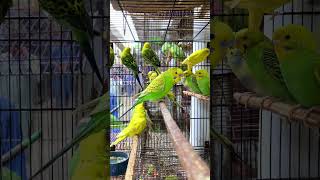 Opaline Budgie parakeet  Budgie sounds [upl. by Aderf]