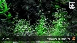 Hydrocotyle tripartita [upl. by Nylauqcaj360]