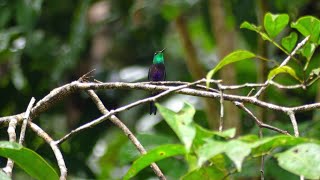 ForkTailed Woodnymph Thalurania furcata male French Guiana [upl. by Evey]