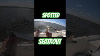 fish shorts fishingvideo florida outdoorlife explore shorts fishing trout troutfishing [upl. by Odraode423]