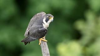 Peregrine Falcon calling  NJ [upl. by Wallach]