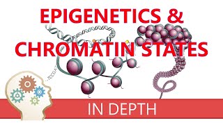 EPIGENETICS amp CHROMATIN STATES  An introduction to histone modifications amp gene transcription roles [upl. by Ahsenauq]