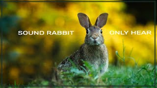 Sound Rabbits Can Only Hear [upl. by Aitsirt]