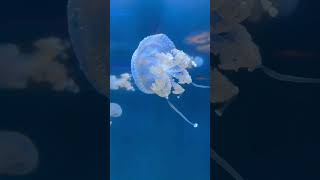 Dangerous encounters Box Jelly Fish facts facts [upl. by Delmer914]