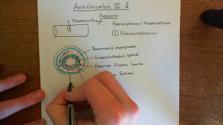 Antithrombin 3 and Heparin Part 1 [upl. by Sirahc]