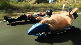 Maxwell the Piggy Meets the Street Luge GEICO Commercial [upl. by Davine]