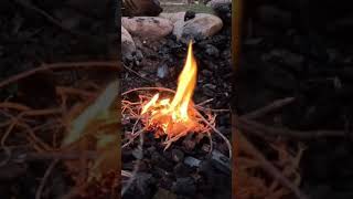 How to build a fire with a flint rod short survival firelife customfire firemasters bushcraft [upl. by Alol]