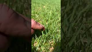 California Trimmer Reel Mow After Sand Level Zoysia [upl. by Eglantine]