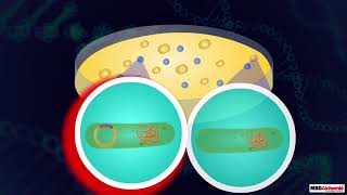 Insertion of Recombinant DNA [upl. by Barabbas]