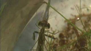 Damselfly larva preying on fish [upl. by Nerissa]