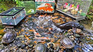 Catch colorful ornamental fish koi fish toman fish betta fish goldfish catfish turtles [upl. by Olathe]