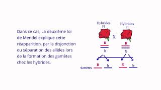 Deuxième loi de MENDEL [upl. by Orel]