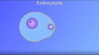 Endocytosis featuring a real amoeba and white blood cell [upl. by Lombardo905]