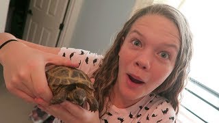 🐢 My New Pet Tortoise 🐢  SierraCreates [upl. by Gehlbach]