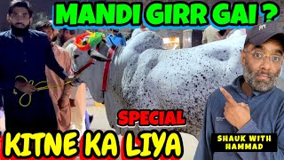 Kitne Ka Liya  SPECIAL  Cow Mandi  Lahore Shahpur Kanjra  Bakra Mandi Pakistan 2024 [upl. by Ykcin845]