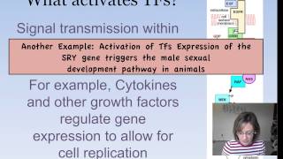 Eukaryotic Gene Expression [upl. by Hannan]