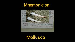 mnemonic on molluscatricks on mollusca [upl. by Aytida94]