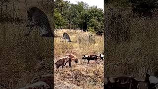 Dying Lions Devour Zebra Alive hunting africa lion [upl. by Ahsinot]