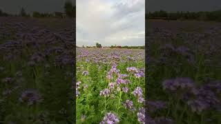 Поздняя фацелия для наших пчёлLate phacelia for our bees [upl. by Lashonde]