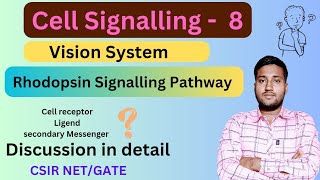 Rhodopsin Signalling Transduction Pathway  Rhodopsin GPCR Pathway  Rhodopsin Signalling Pathway [upl. by Anole]