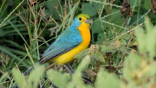 Orangebreasted Bunting and its Song [upl. by Nedmac]