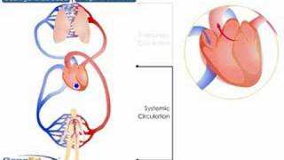 Systemic and Pulmonary Circulation [upl. by Sadonia]