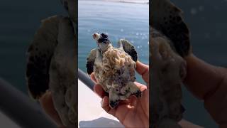 Saving a Turtle Covered in Barnacles  Ocean Rescue shorts [upl. by Ecnatsnok]