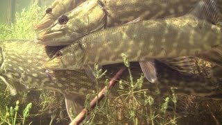 RARE Pike fish spawning  нерест щуки  tarło szczupaka Щука szczupak snoek muskie [upl. by Wilbert344]