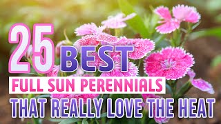 25 Best Full Sun Perennials That Really Love The Heat [upl. by Justina]