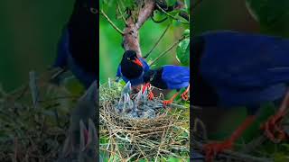 cute baby bird shorts youtubeshorts ytshorts birdslover jeetaswalvlogs birds beautifulbird [upl. by Khalid]