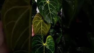 Anthurium Magnificum Verde plants plantbased gardening plantaddict [upl. by Nile]