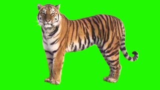 GREEN SCREEN TIGER  FULL HD  DOWNLOAD LINK [upl. by Lorrac]