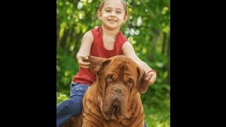 Le Dogue de Bordeaux [upl. by Notyal]